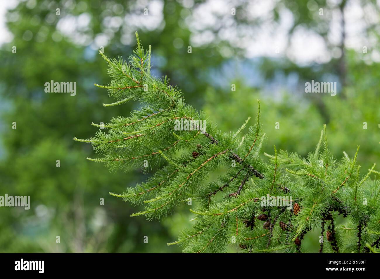 Close-up of a Dahurian larch (Larix gmelinii) tree in Gorkhi Terelj National Park which is 60 km from Ulaanbaatar, Mongolia. Stock Photo
