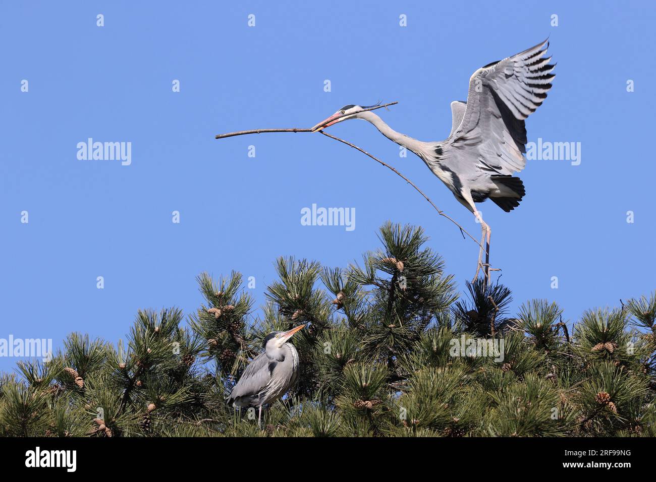 Gray herons in a park in Paris, Ile de France, France. Stock Photo