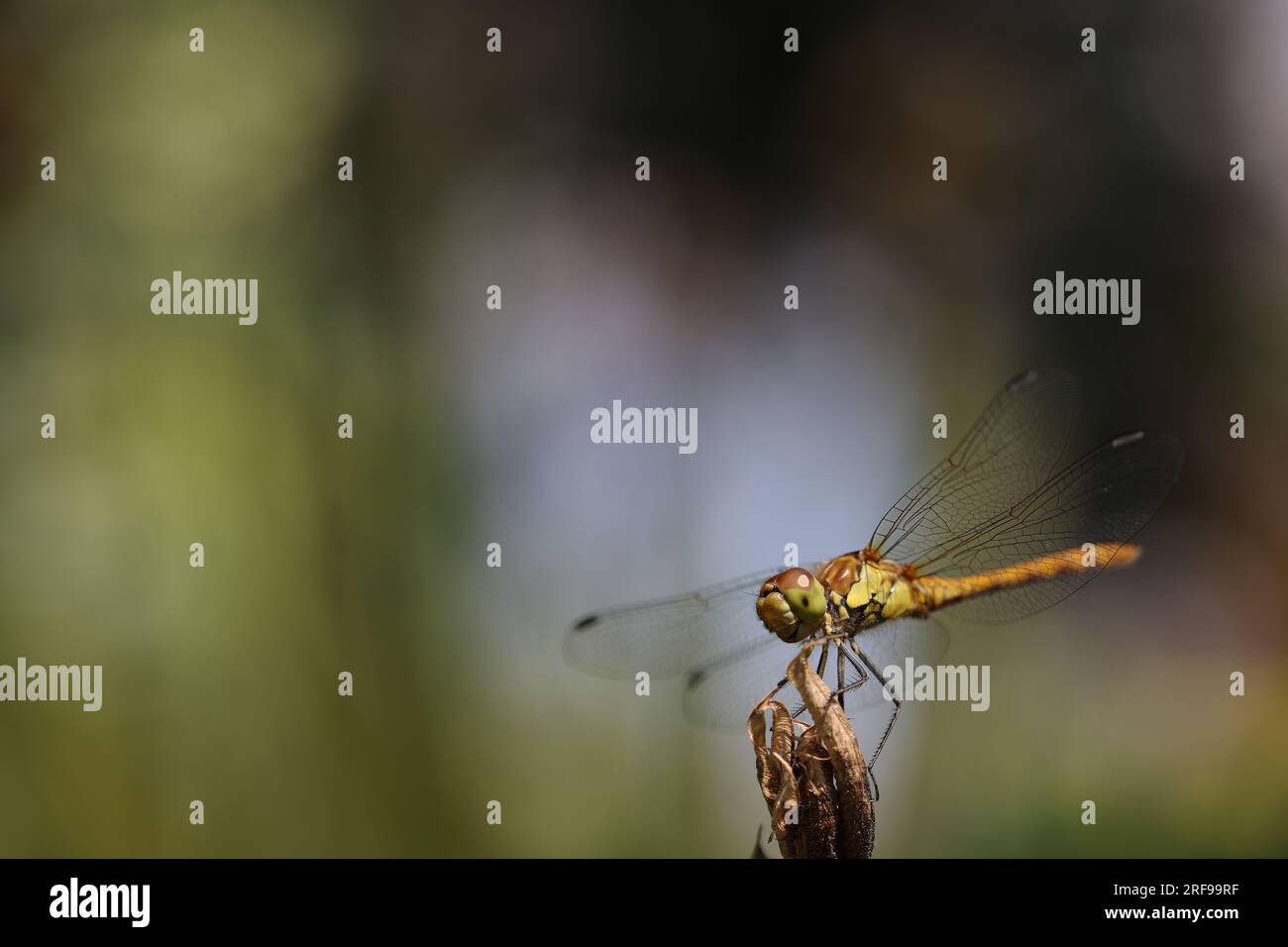 Dragonfly, golden yellow sympetrum or sympetrum flaveola, on a plant ...