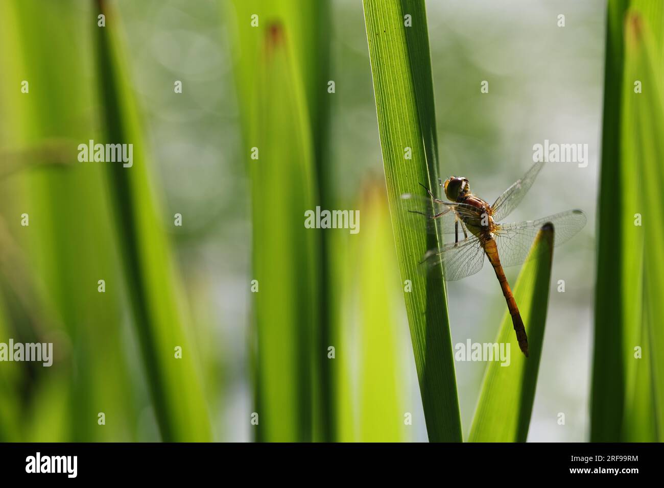 Dragonfly, golden yellow sympetrum or sympetrum flaveola, on a plant ...