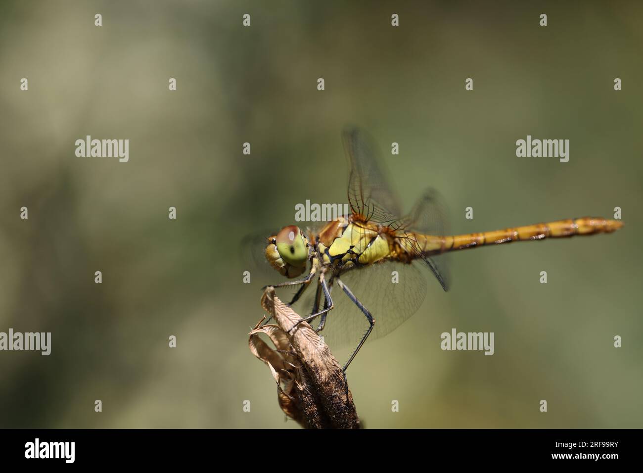 Dragonfly, golden yellow sympetrum or sympetrum flaveola, on a plant ...