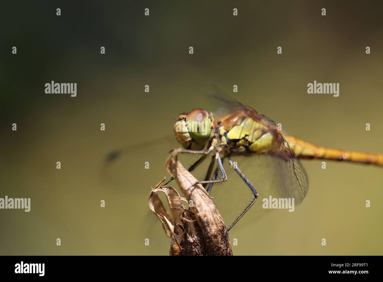 Dragonfly, golden yellow sympetrum or sympetrum flaveola, on a plant ...