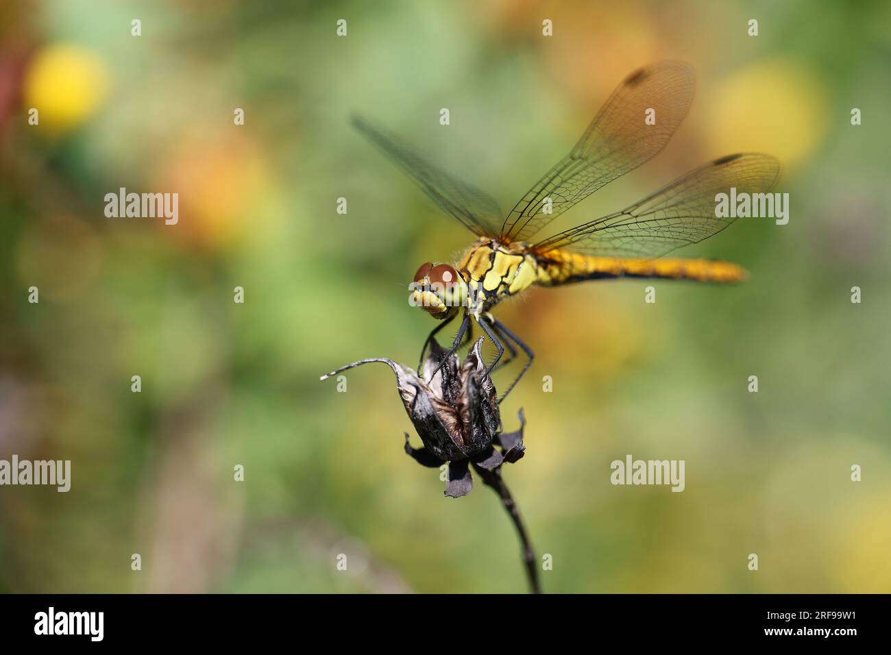 Dragonfly, golden yellow sympetrum or sympetrum flaveola, on a plant ...