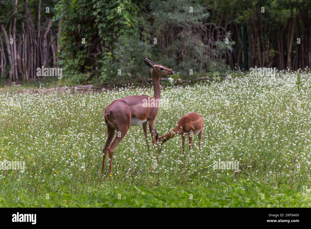 Southern gerenuk, the giraffe gazelle, a long-necked, medium-sized antelope. Exotic animals. Mother and baby. Summer landscape Stock Photo