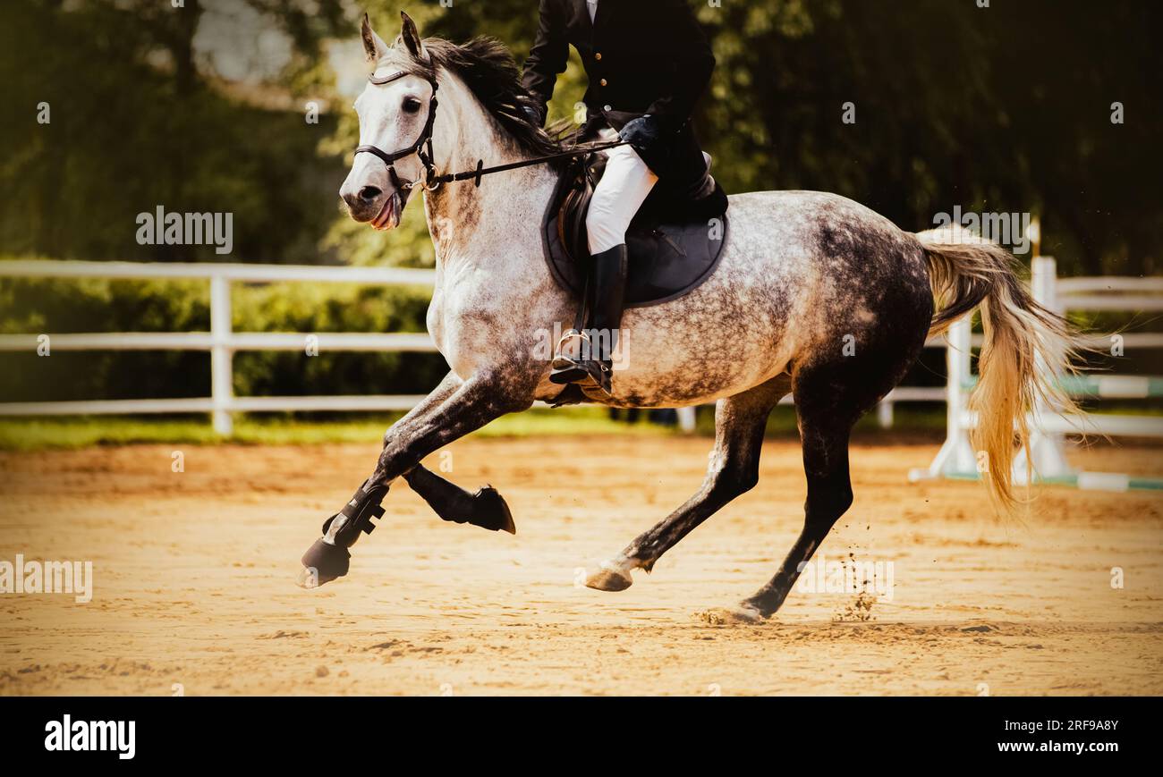 A beautiful dappled gray horse with a rider in the saddle gallops elegantly through the arena on a summer day. Equestrian sports and horse riding. Equ Stock Photo