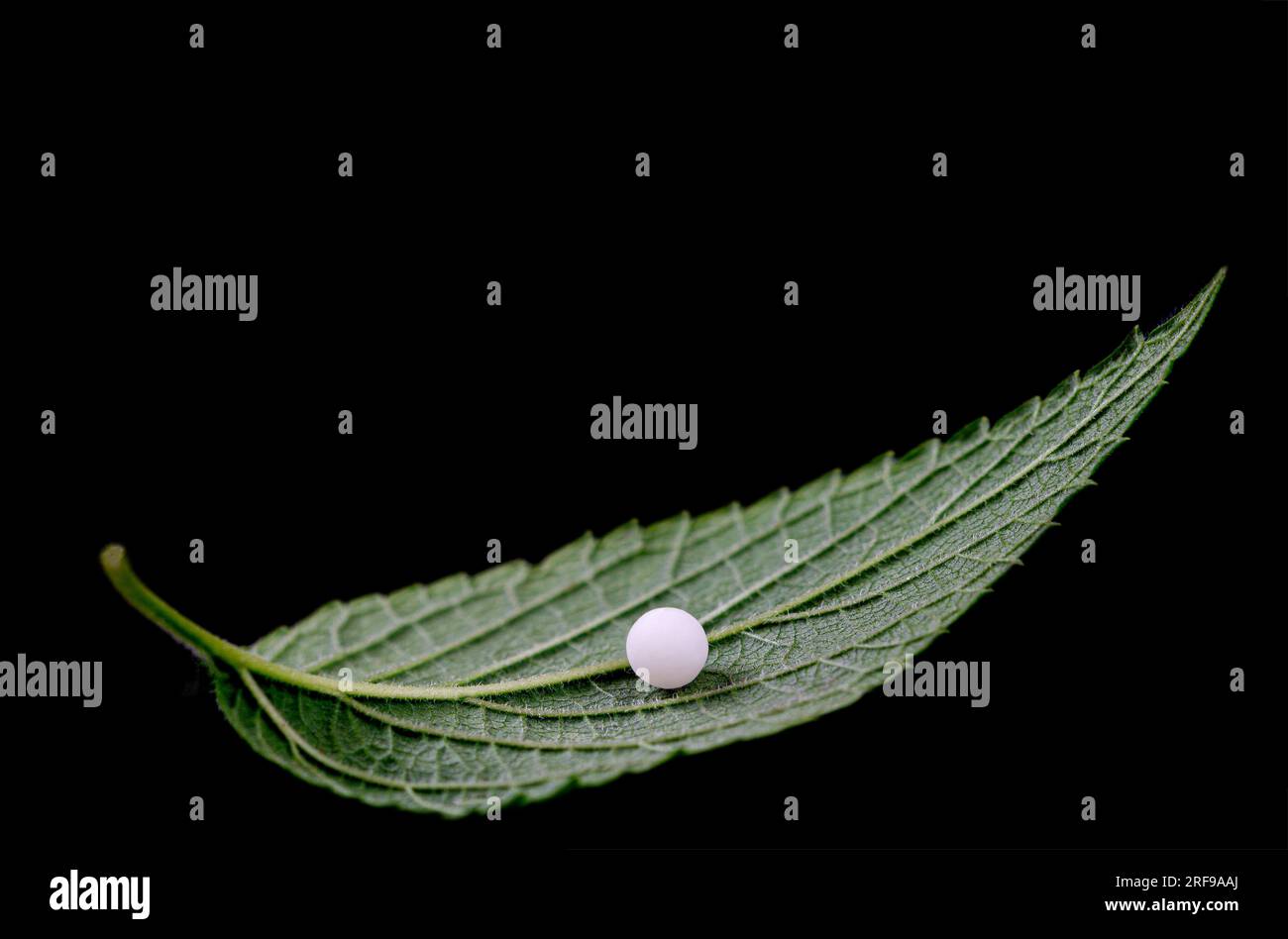 Homeopathy pellet placed on a leaf. Stock Photo