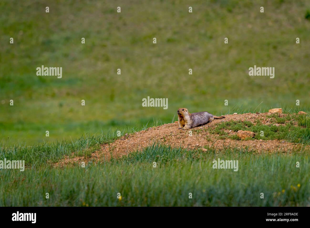 Marmota sibirica hires stock photography and images Alamy