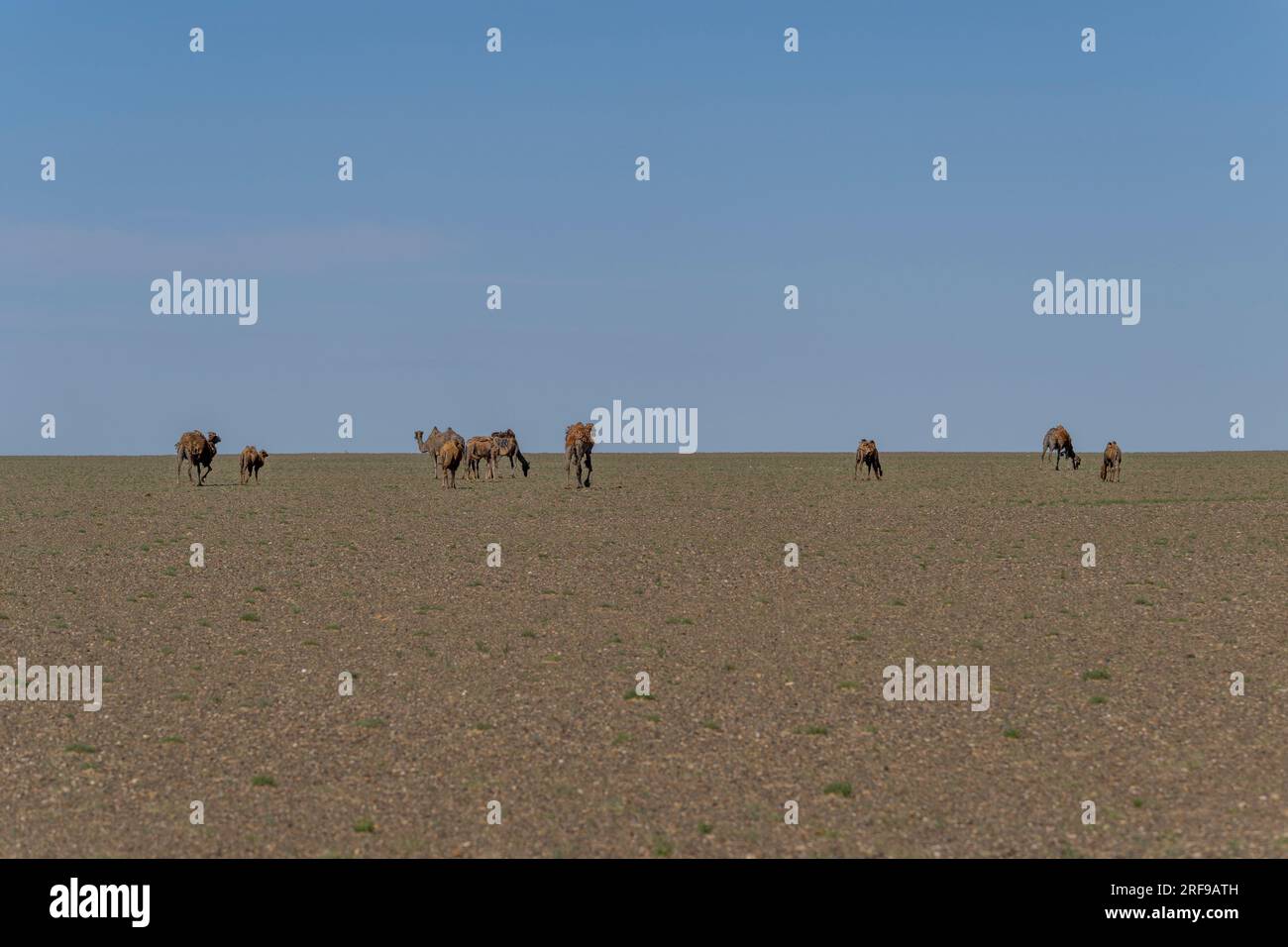 Bulgan camels hi-res stock photography and images - Alamy