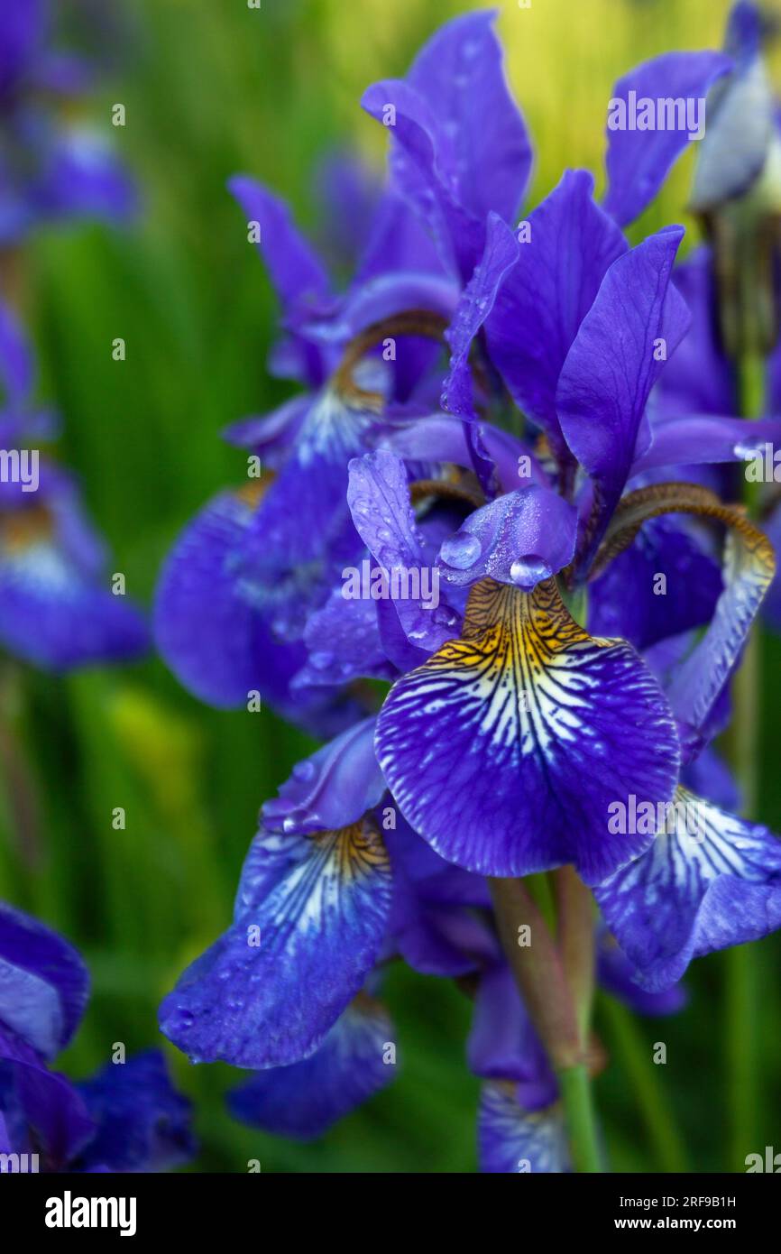 Blue iris growing on the road side in Stary Smokovec in Slovakia in Europe Stock Photo