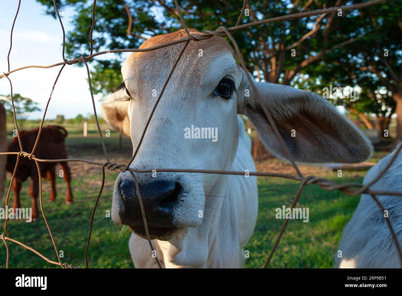 Calf in a fenced paddock on a cattle station in the Northern Territory ...