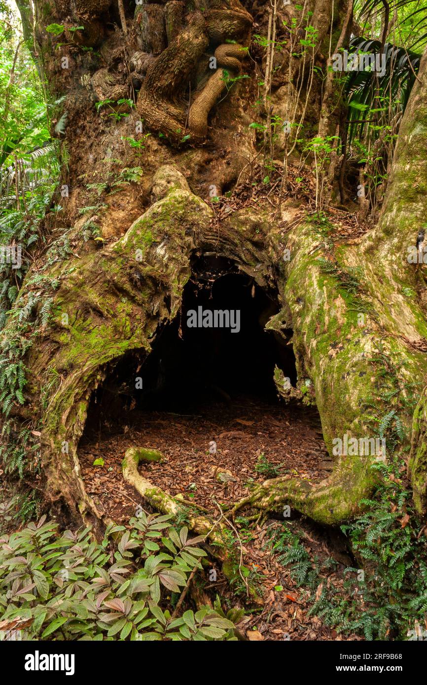 The Taketakerau burial tree in the Hukutaia domain in Opotiki on the
