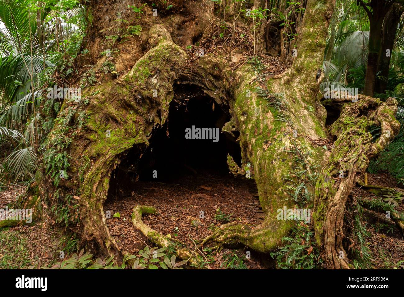 The Taketakerau burial tree in the Hukutaia domain in Opotiki on the