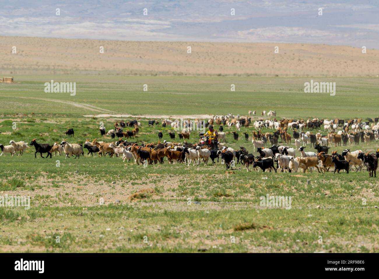 A sheep and goatherd is coming to a well to drink in the Gobi Desert in ...
