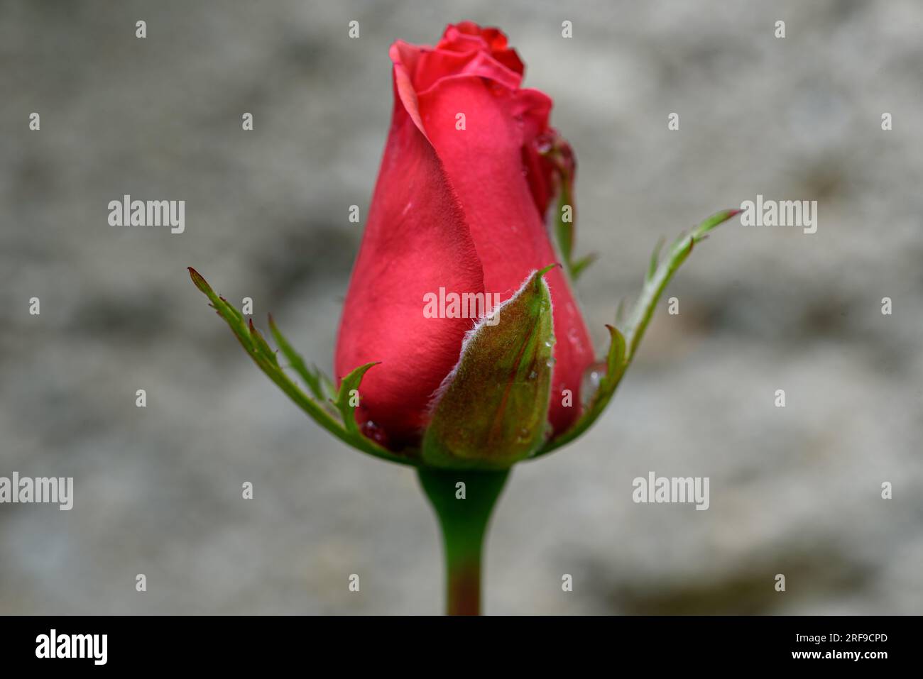 One red tulip on grey concrete background. Stock Photo