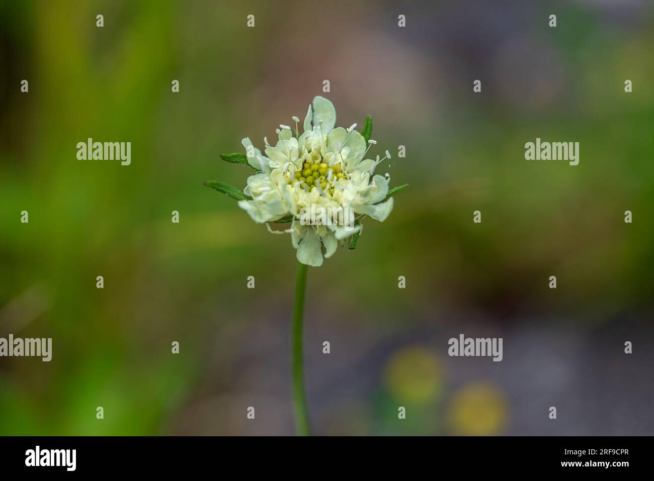 One white small blooming flower on green background. Stock Photo