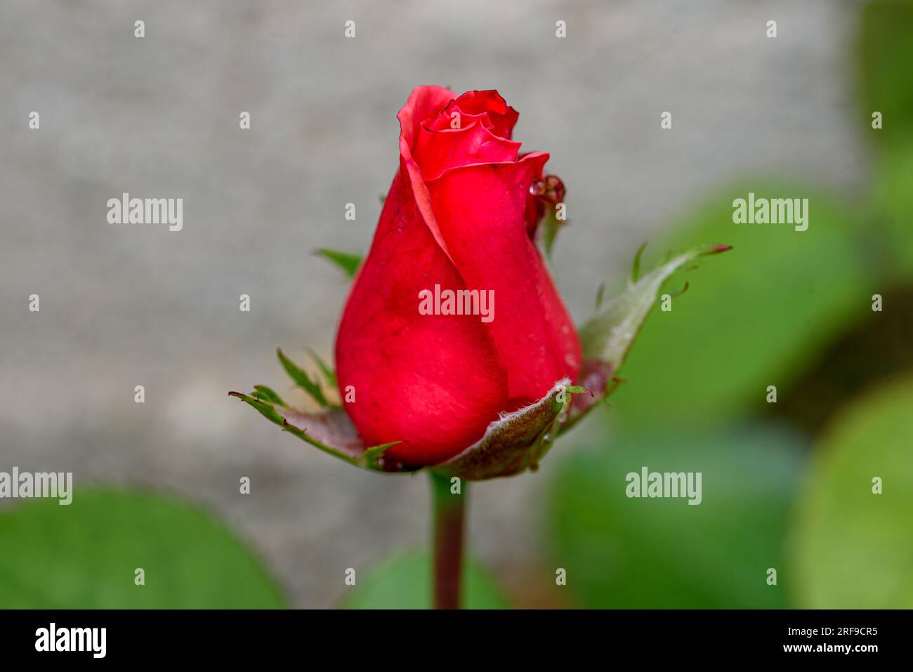 One red tulip on grey concrete background. Stock Photo