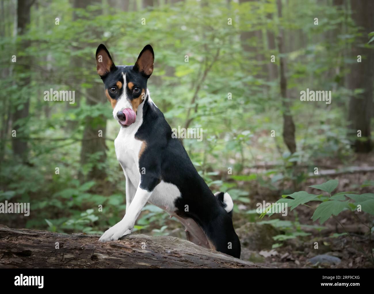 Portrait of a Basenji dog standing on a log in the forest Stock Photo ...
