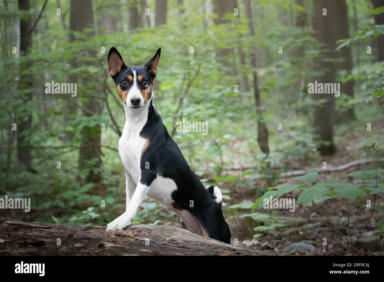 Portrait of a Basenji dog standing on a log in the forest Stock Photo ...