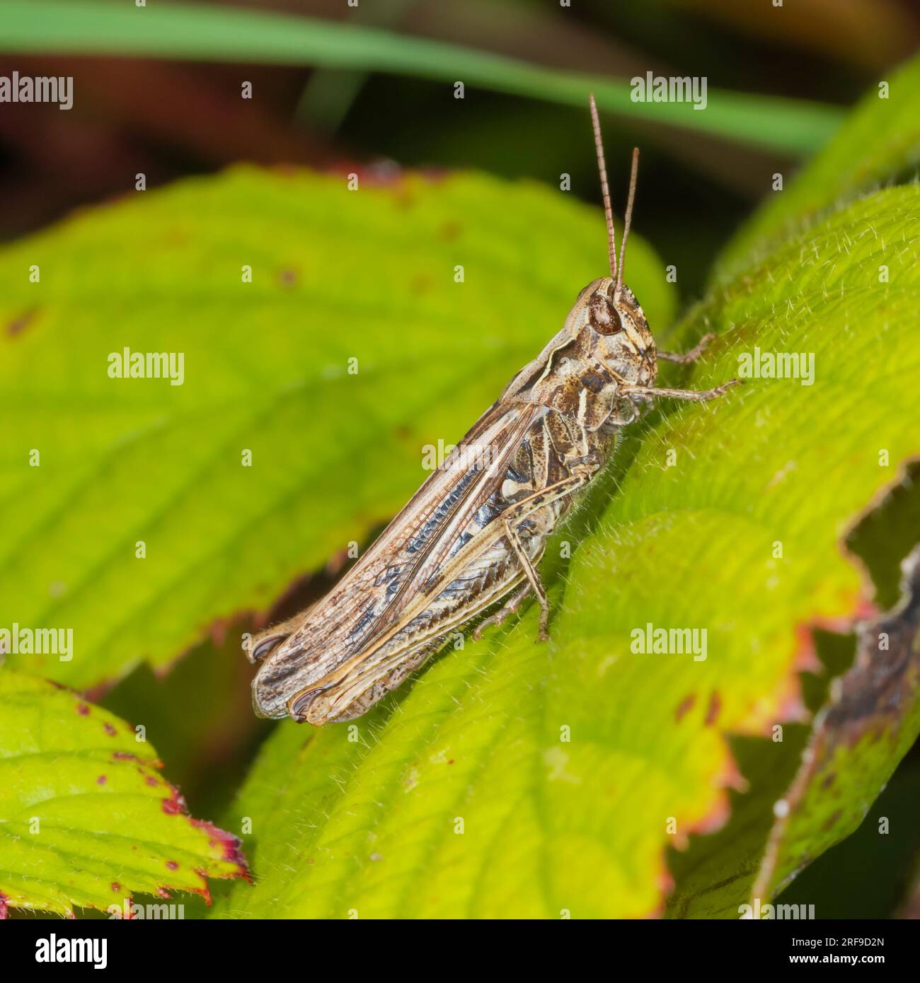 Side view of an adult common field grasshopper, Chorthippus brunneus, with wings folded Stock Photo