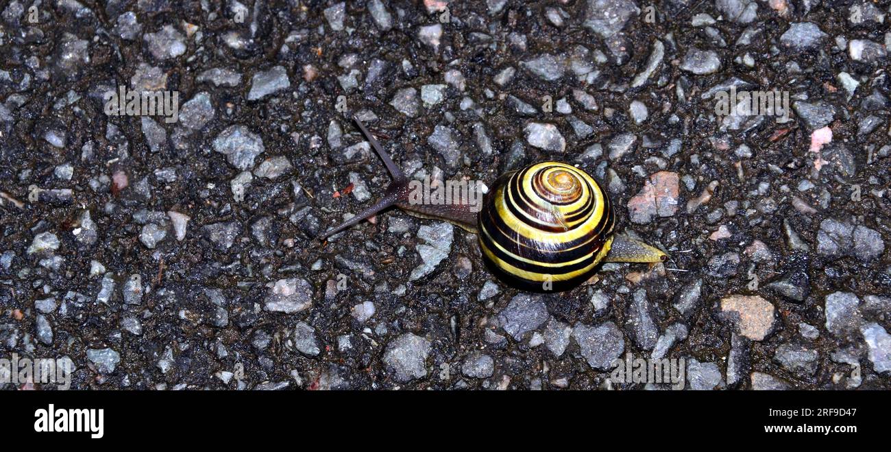 Brown-lipped Snail (Cepaea nemoralis), moving across a pavement, after rain, Manchester, UK Stock Photo