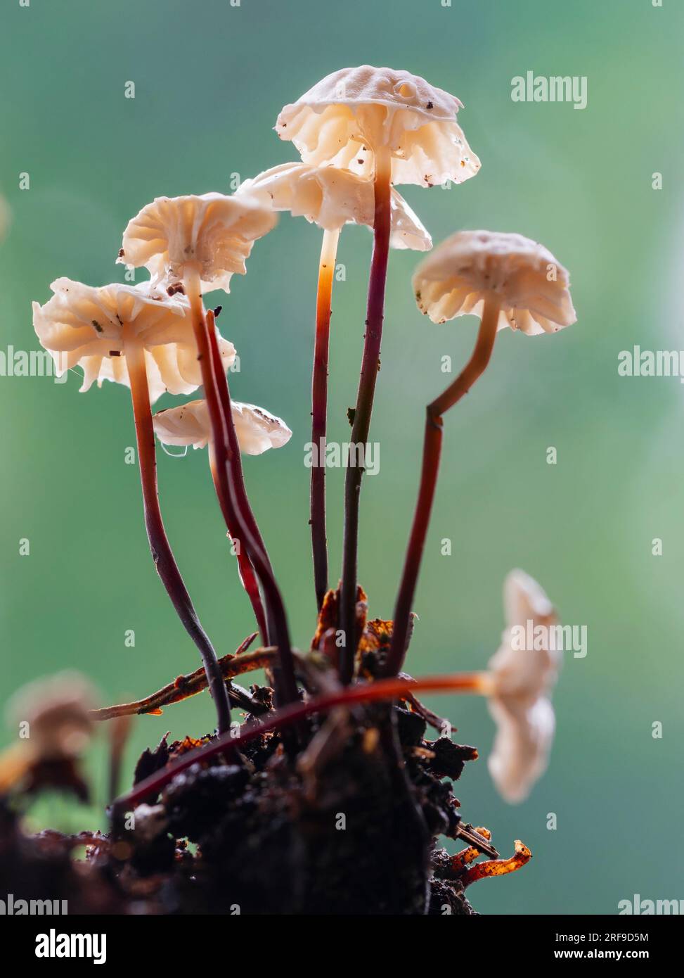 Underside of the diminutive collared parachute mushroom, Marasmius rotula, a UK saprophyte on twigs and fallen wood. Stock Photo
