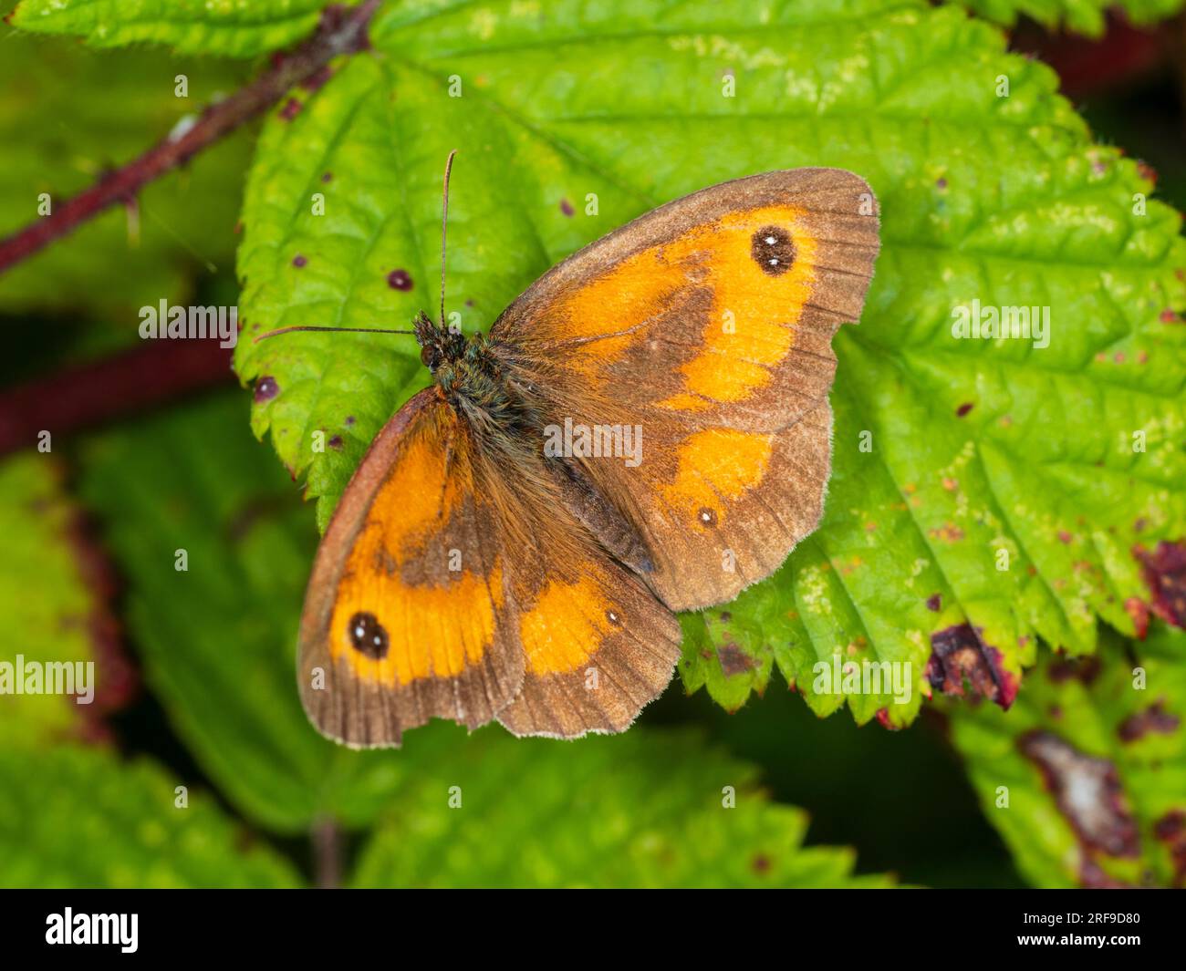 Wing damaged UK gatekeeper butterfly, Pyronia tithonus, resting with wings spread Stock Photo