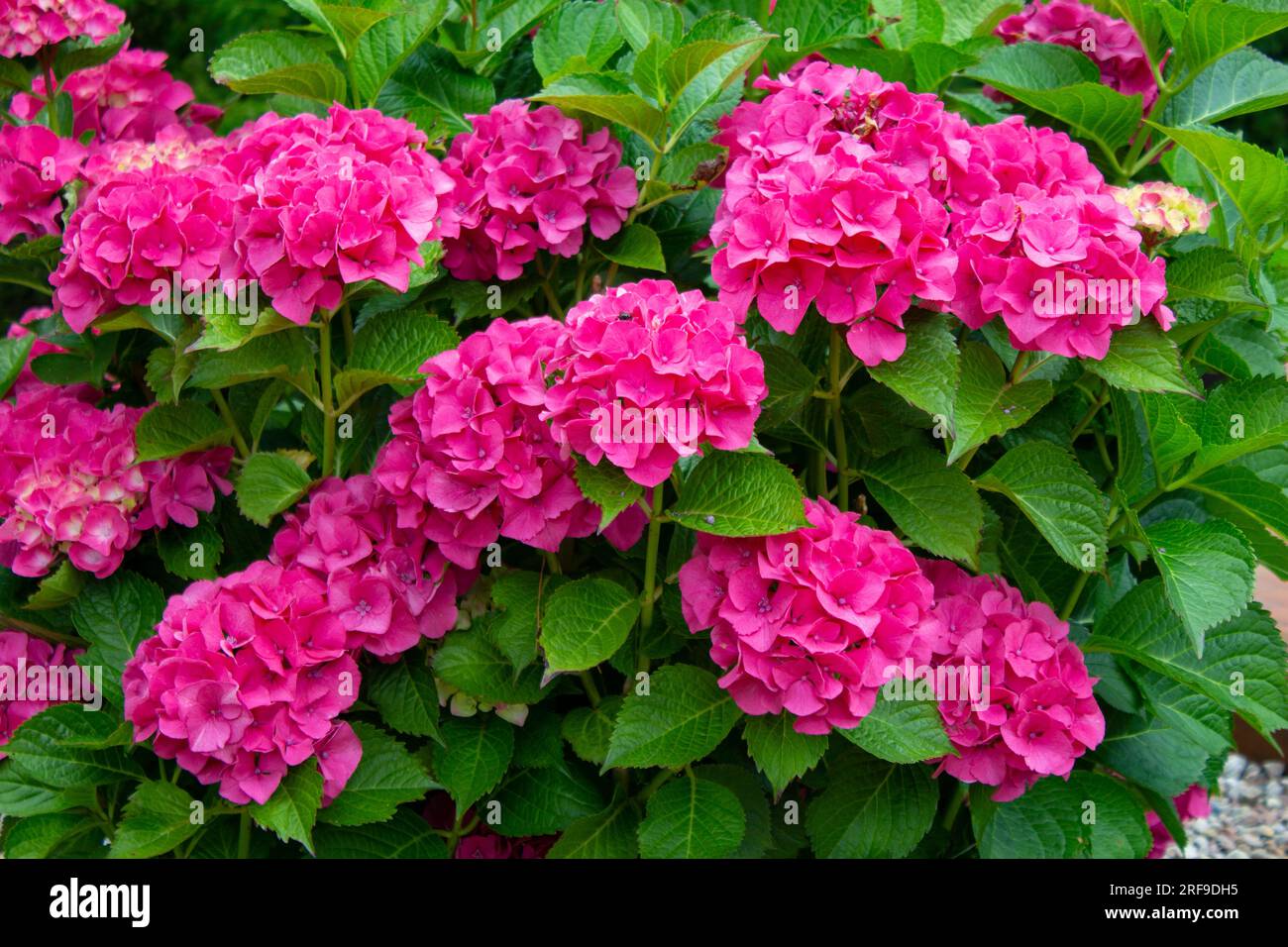 Pink hydrangea, closeup. Flowering bush. Huge hydrangea in the front