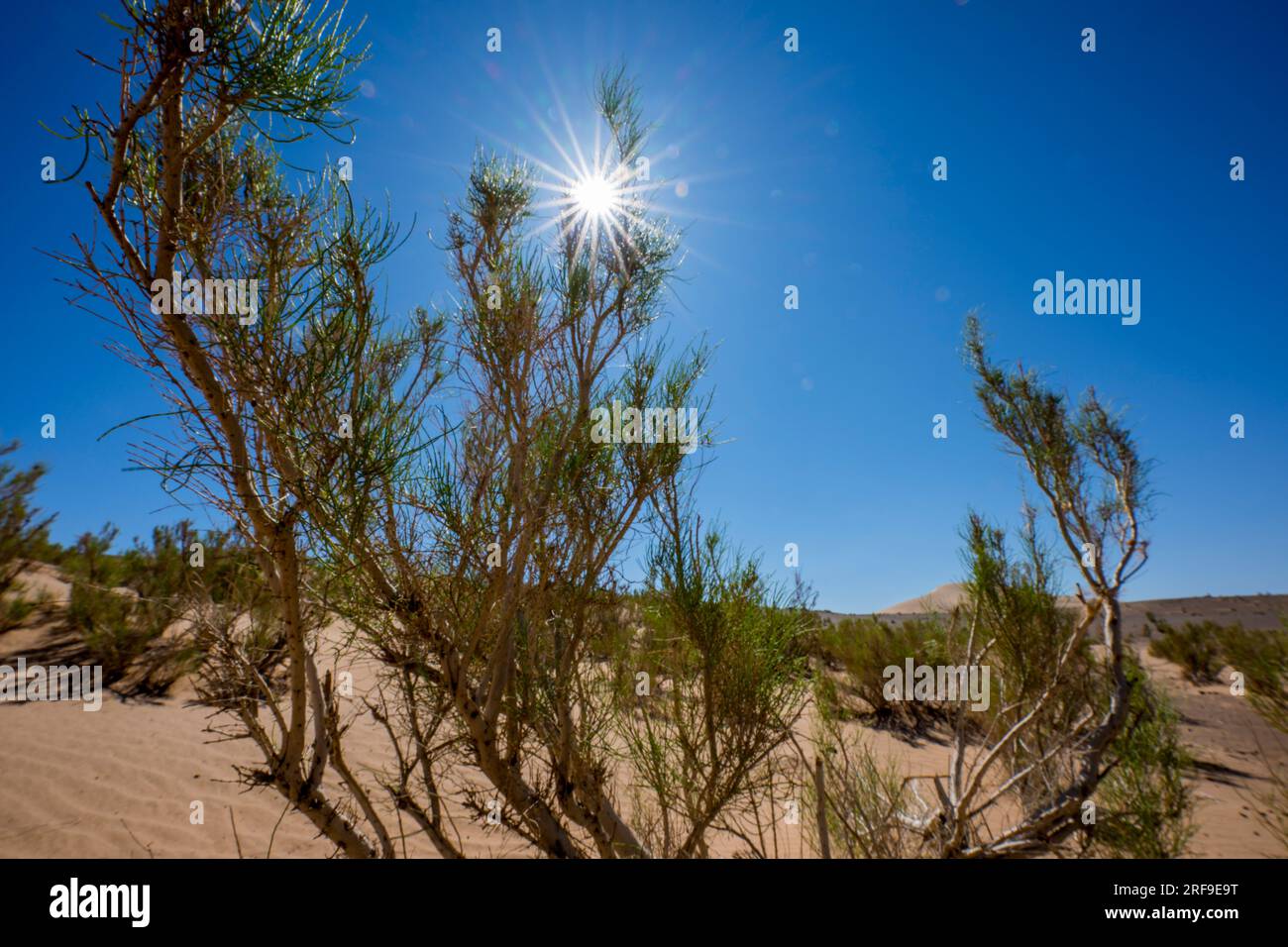 A sunburst in a Saxaul tree in a Saxaul Forest near the Hongoryn Els sand dunes in the Gobi Desert in southern Mongolia. Stock Photo