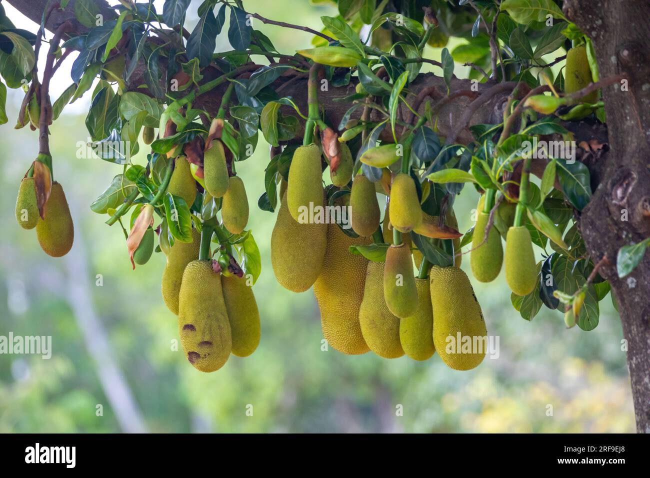 Jackfruit scientific name Artocarpus heterophyllus, Jackfruit hanging
