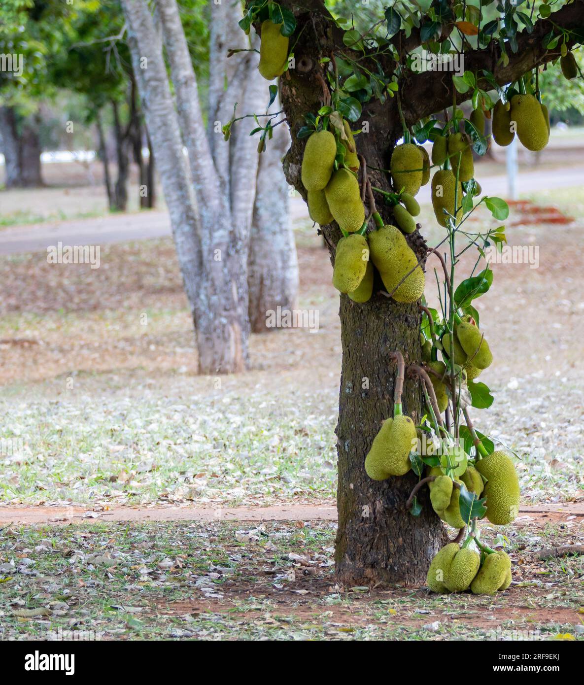 Jackfruit scientific name Artocarpus heterophyllus, Jackfruit hanging