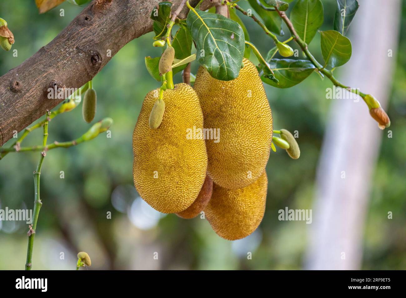Jackfruit scientific name Artocarpus heterophyllus, Jackfruit hanging