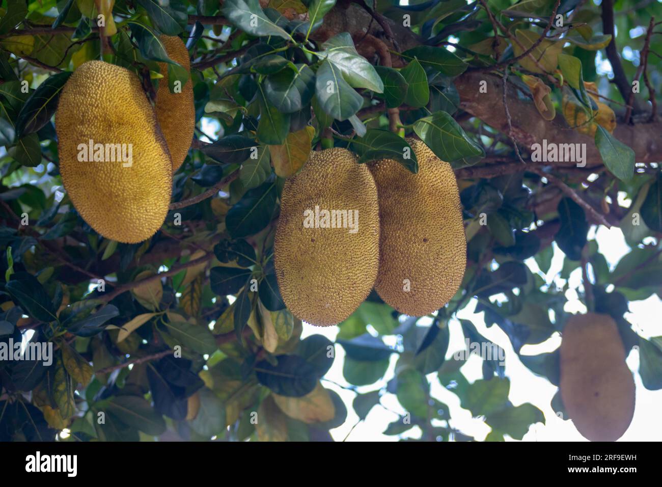 Jackfruit scientific name Artocarpus heterophyllus, Jackfruit hanging