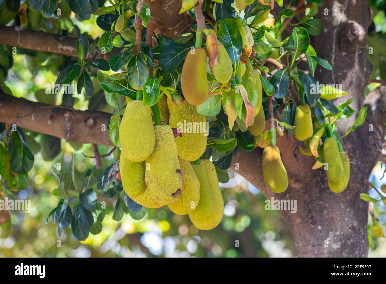 Jackfruit scientific name Artocarpus heterophyllus, Jackfruit hanging