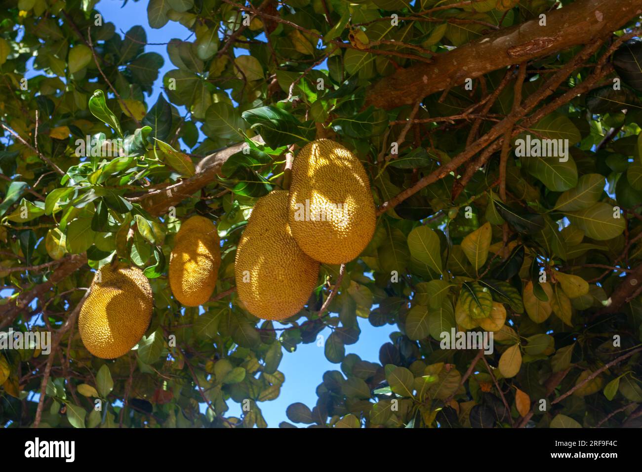 Jackfruit scientific name Artocarpus heterophyllus, Jackfruit hanging