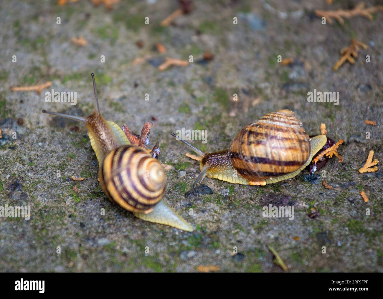 Two large snails crawls on a gray stone, close-up. Stock Photo