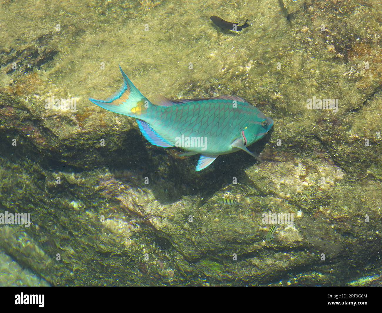 Parrotfish Stock Photo