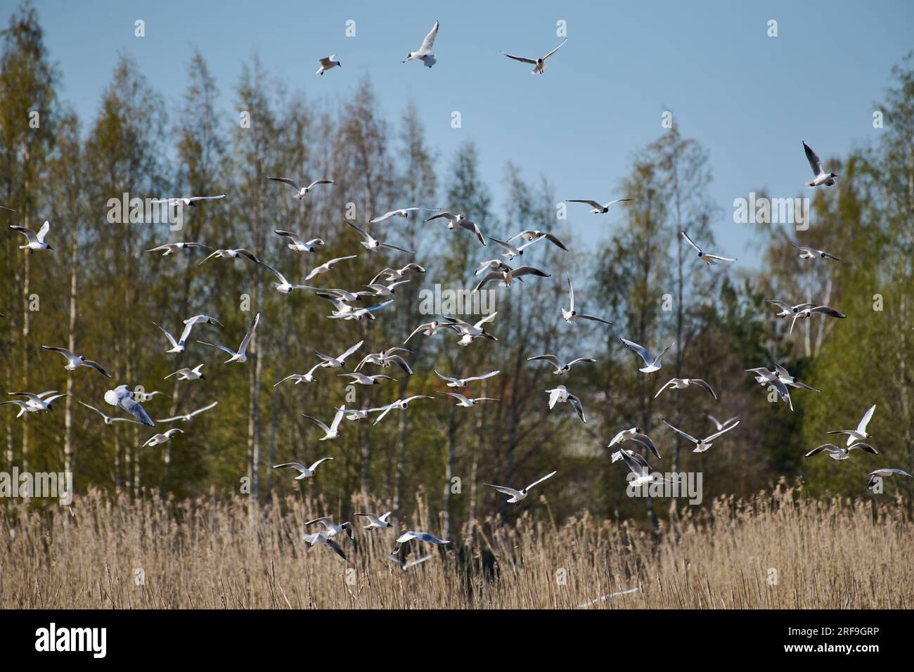 Flock of seagulls flying over reeds in Espoo, Finland on sunny day in April 2019. Stock Photo