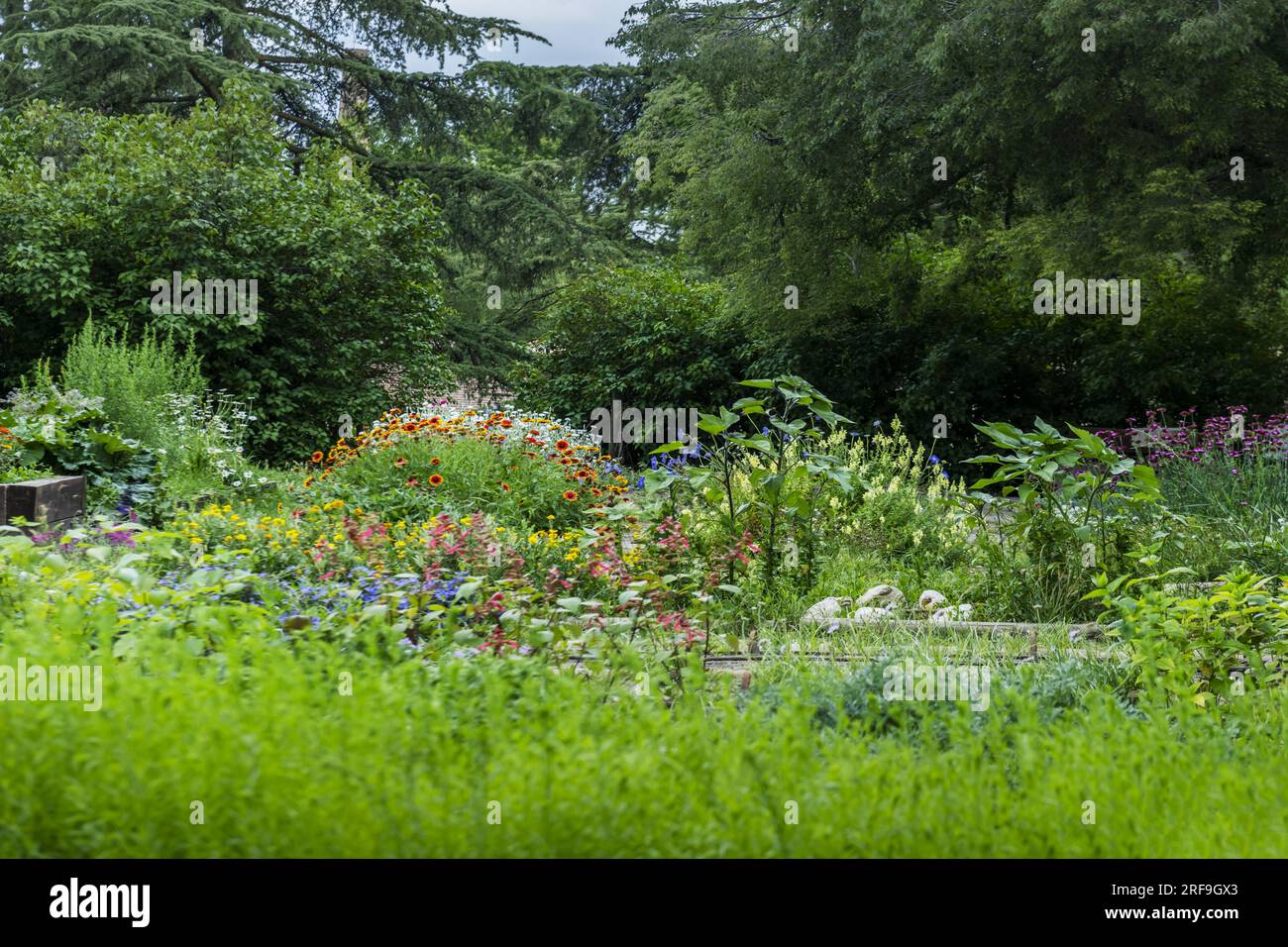 A large group of flowers of various colors and types with green leaves in an urban garden Stock Photo