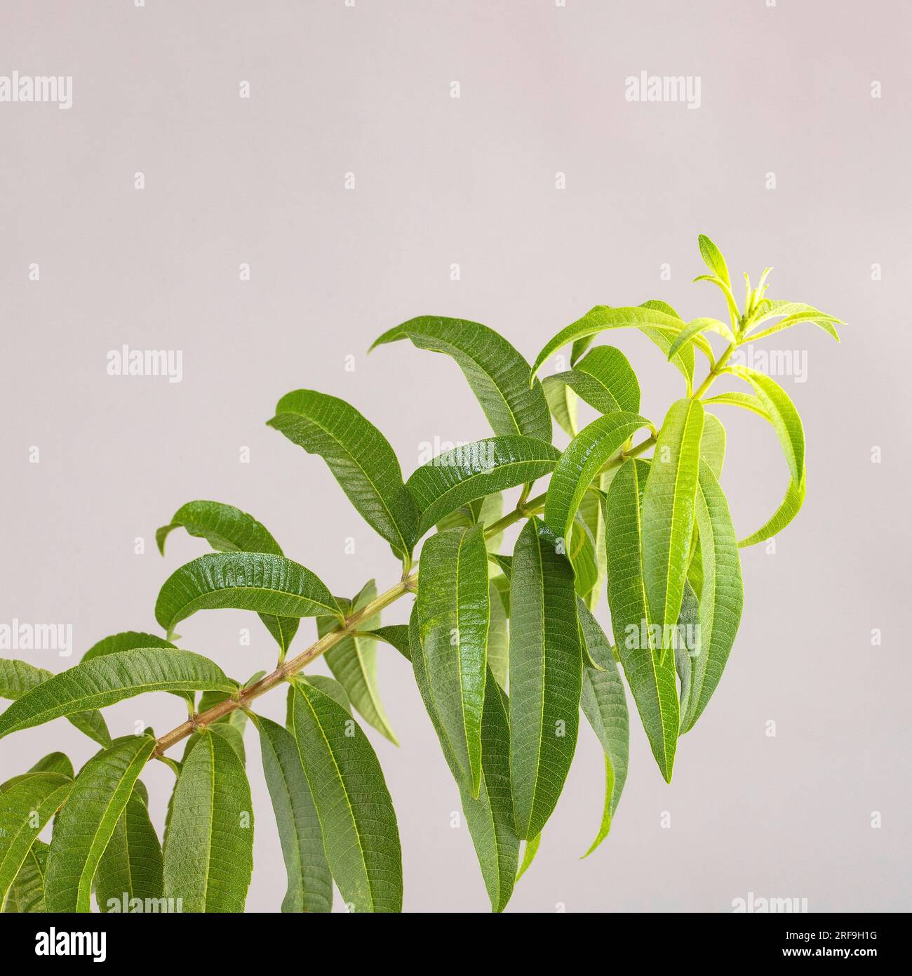 Fresh organic lemon verbena plant - Aloysia citrodora Stock Photo