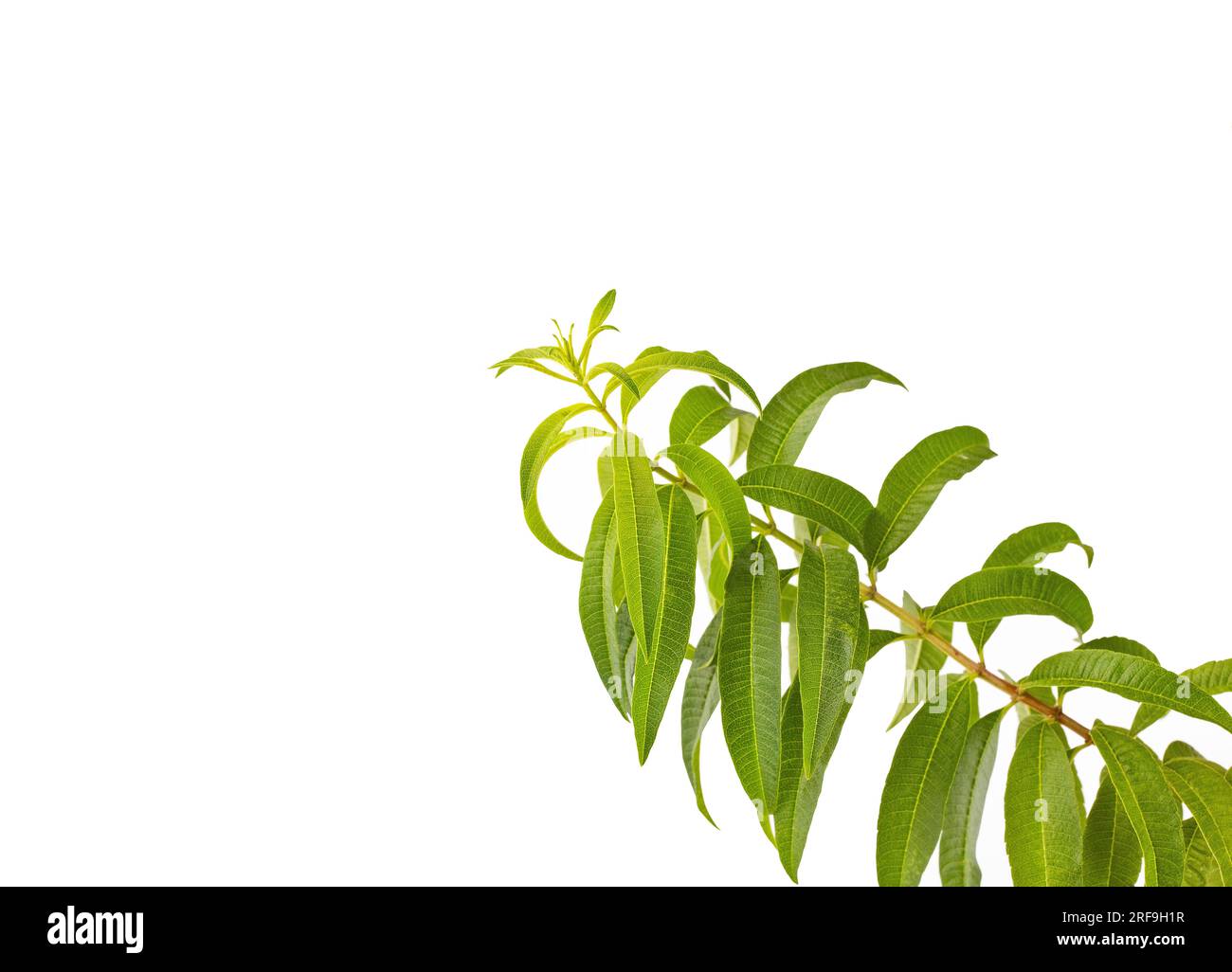Aloysia citrodora - Fresh organic lemon verbena plant Stock Photo
