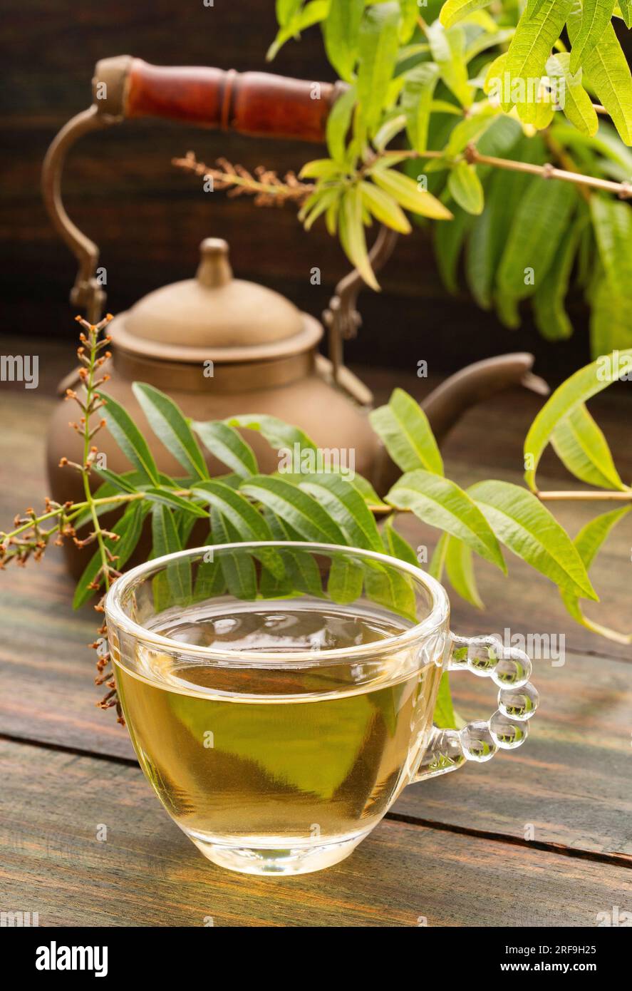 Lemon verbena hot drink - Fresh organic lemon verbena plant - Aloysia citrodora Stock Photo