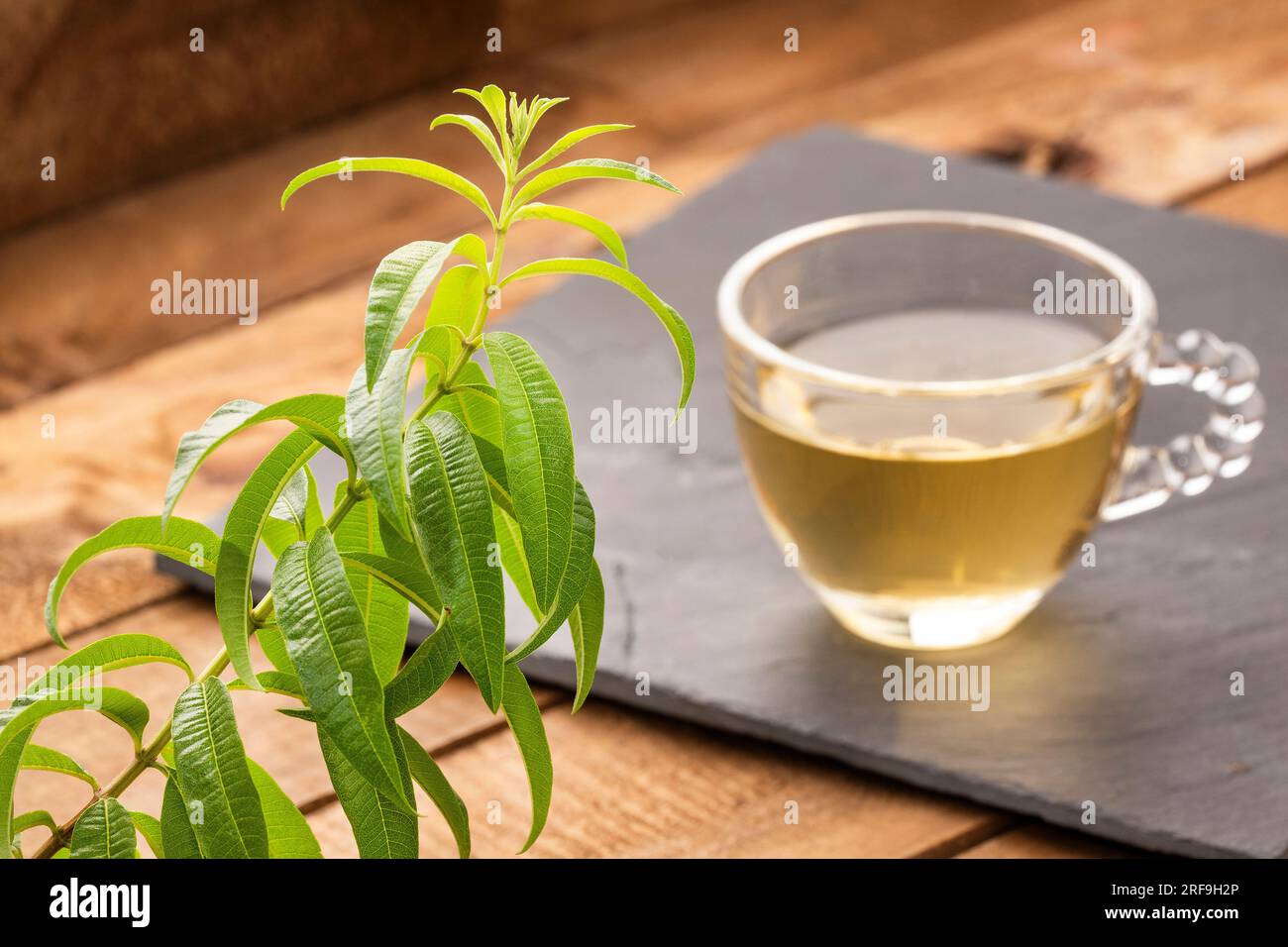 Lemon verbena medicinal healthy tea - Aloysia citrodora Stock Photo