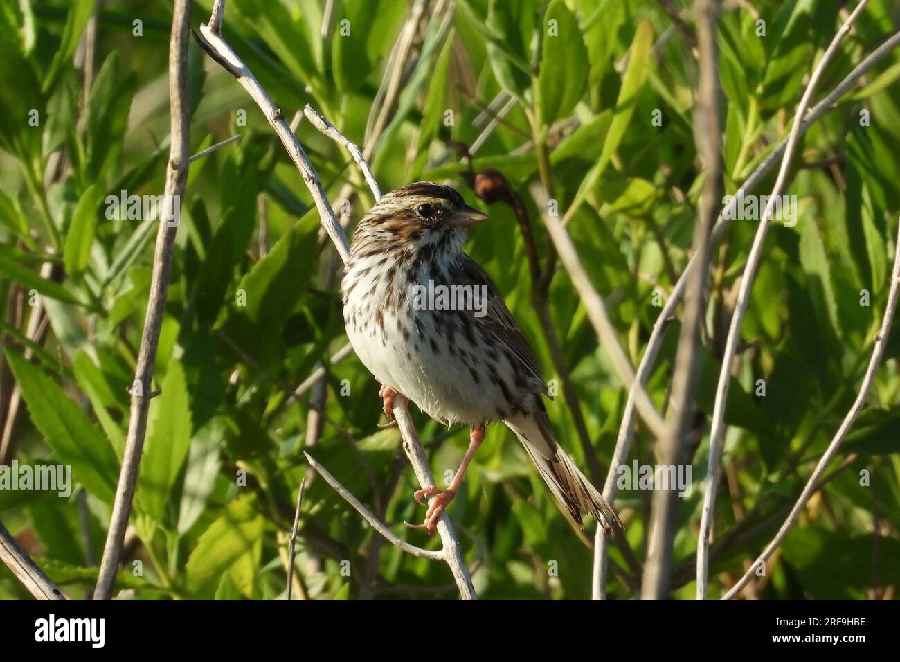 Savannah sparrow Stock Photo