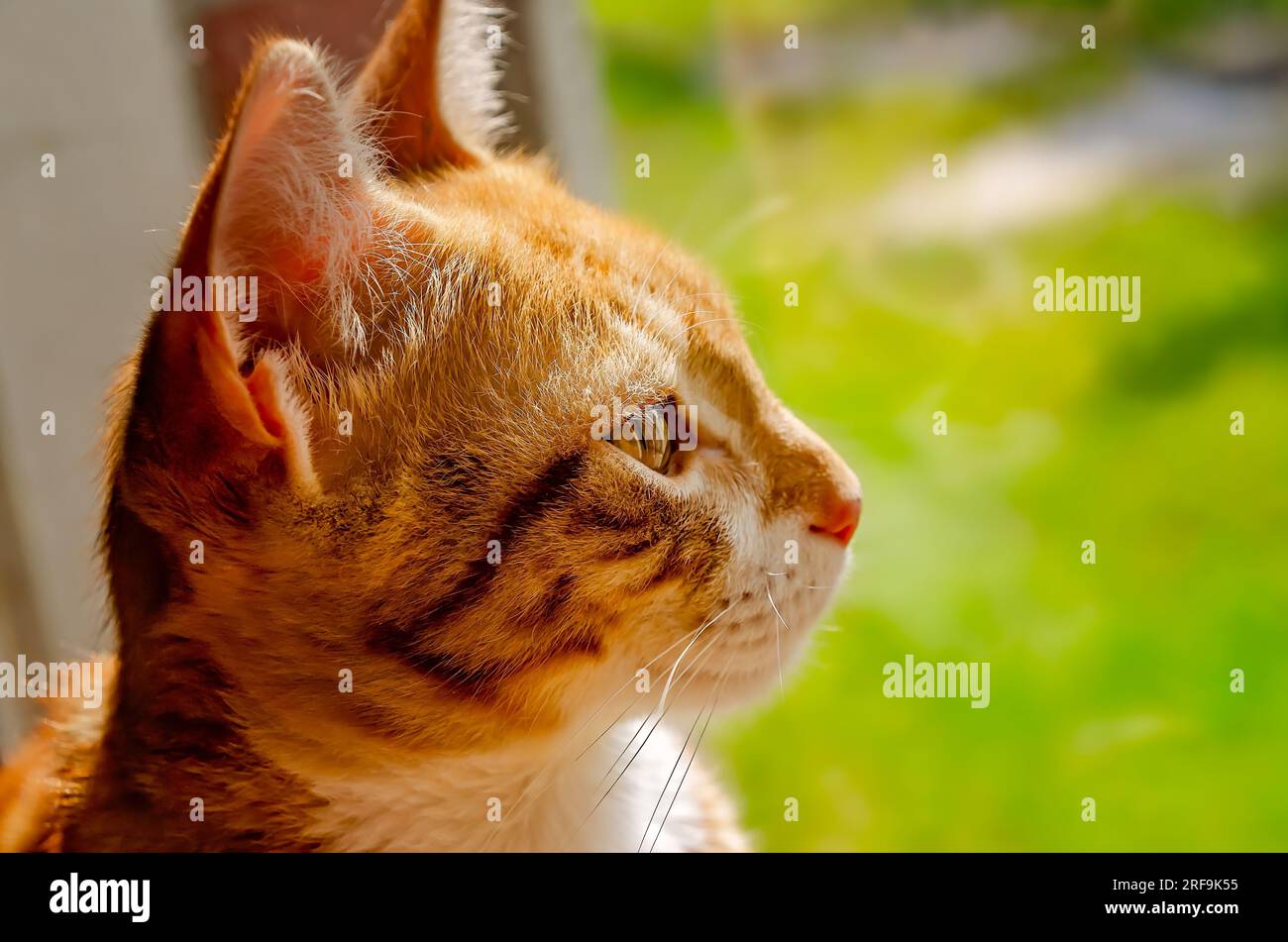 Wolfie, a 12-week-old orange and white kitten, looks out the window, July 2, 2023, in Coden, Alabama. Stock Photo