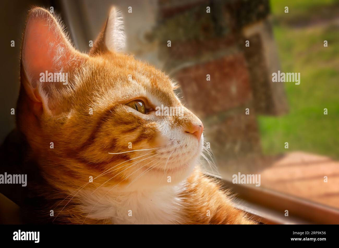 Wolfie, a 12-week-old orange and white kitten, lays in a window, July 2, 2023, in Coden, Alabama. Stock Photo