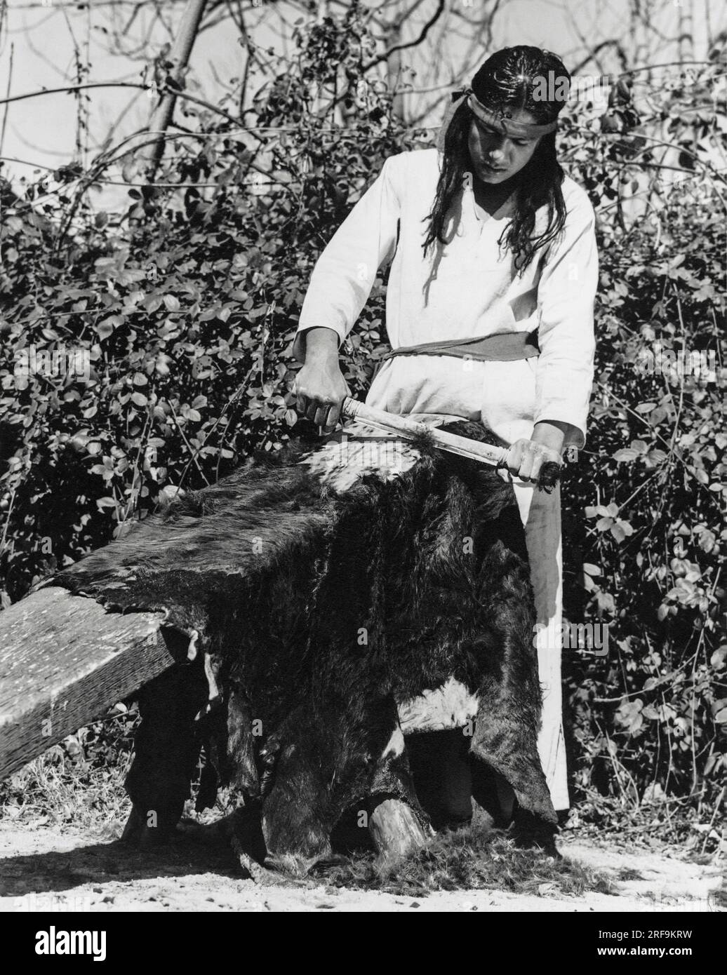 California:  c. 1930 A Native American man using a scraping tool to remove fur from a bear hide. Stock Photo