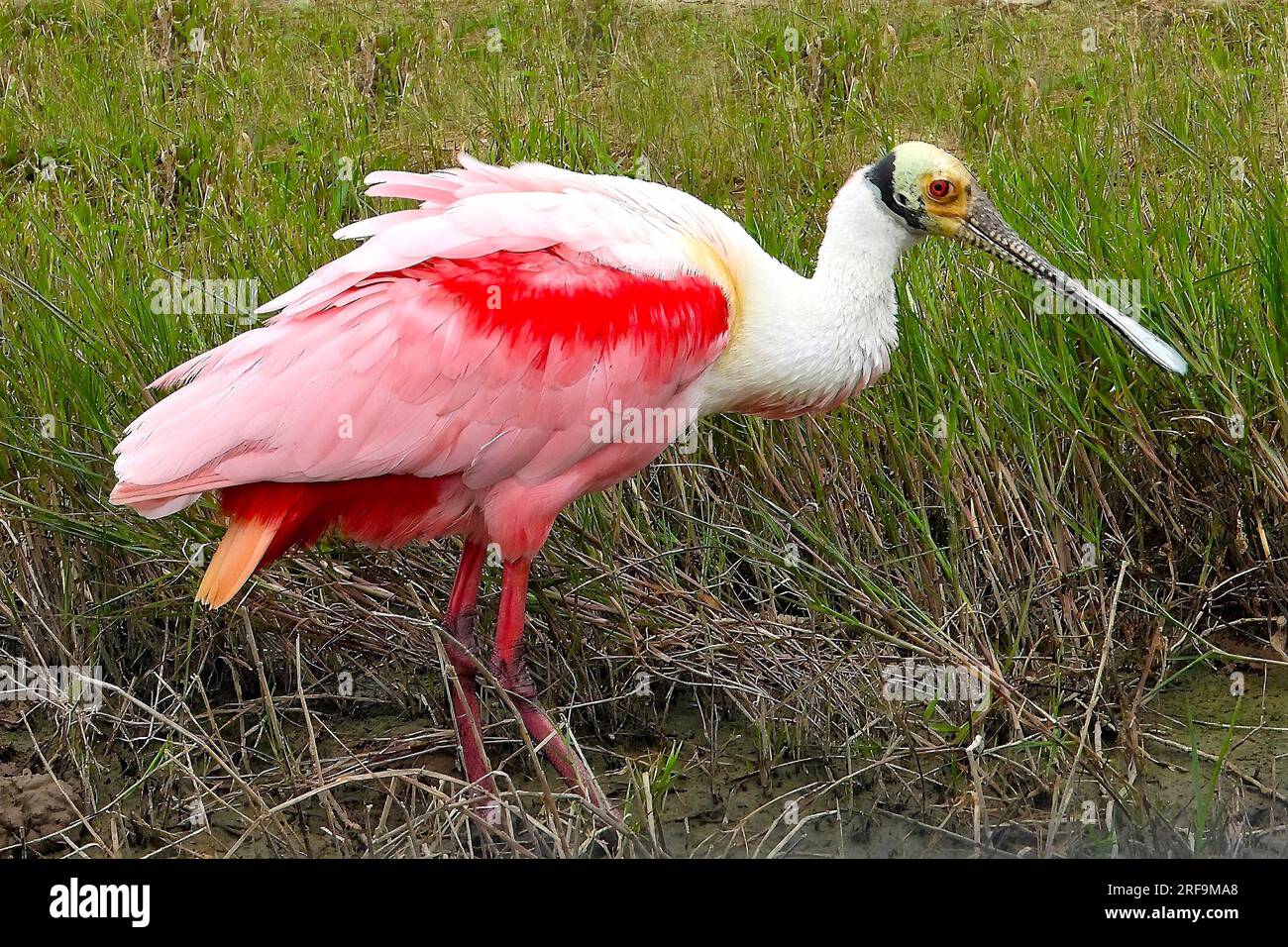 Spoonbill birds hi-res stock photography and images - Alamy