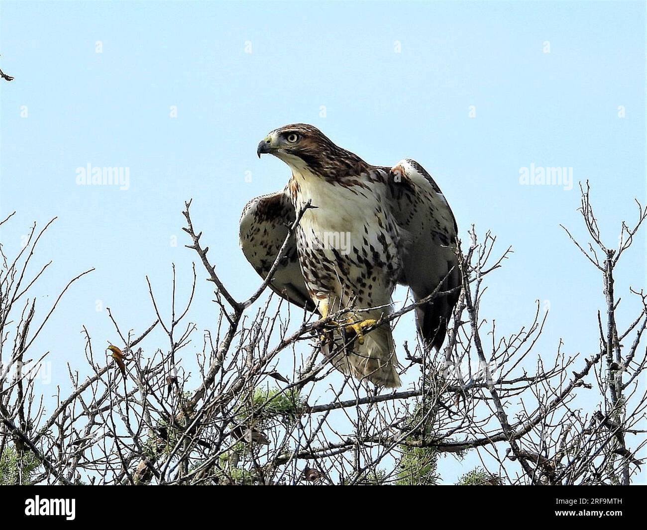 Roaming Hawk Hawk bird photos hi-res stock photography and images - Alamy