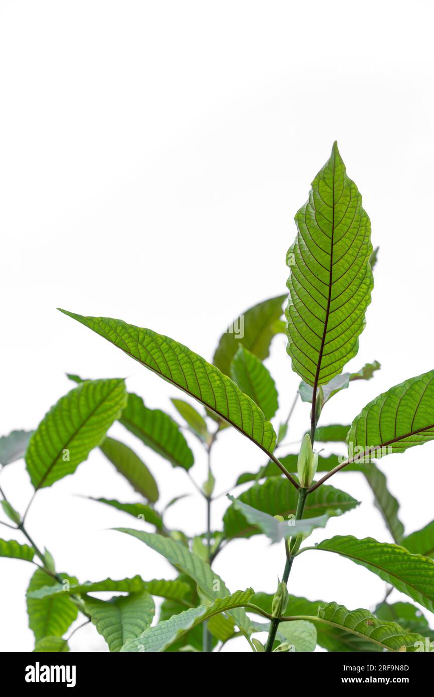View from below of Seedlings of Red Vein Kratom Tree isolated on white background. Stock Photo
