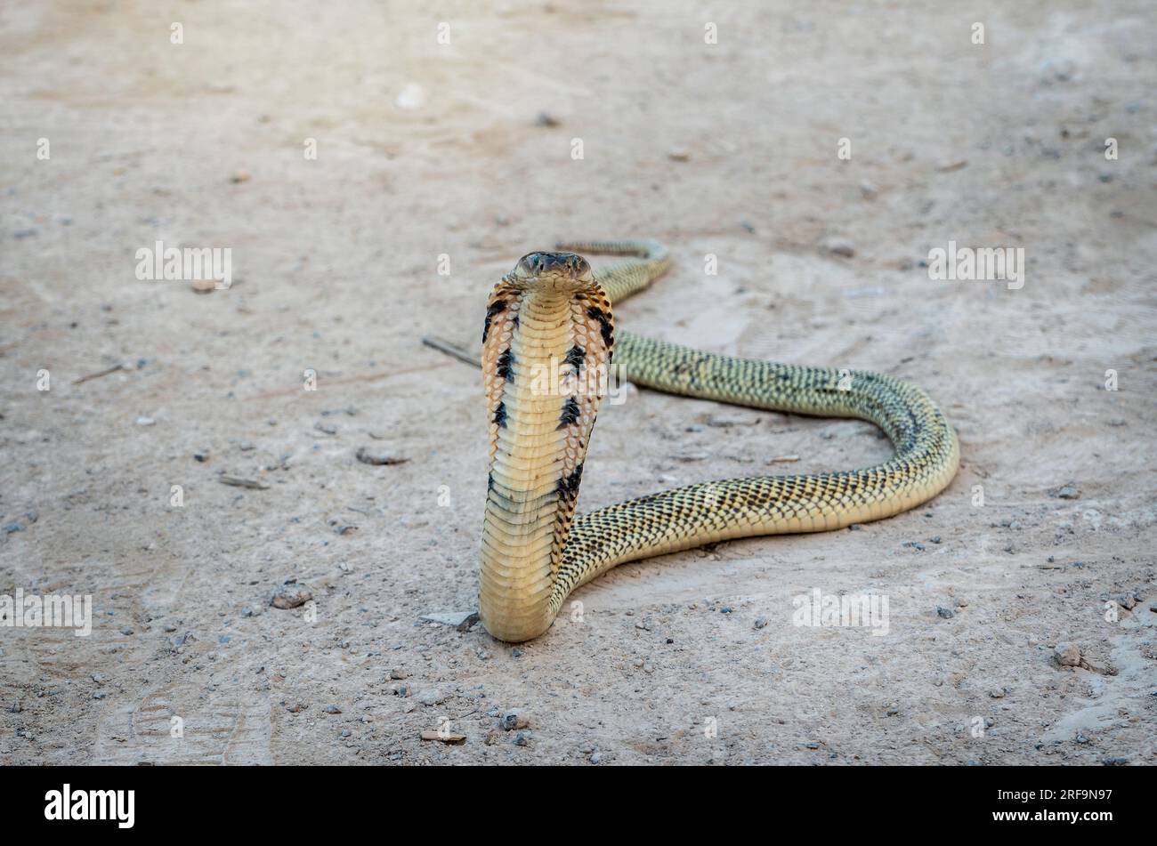 Venomous snake dangerous. Golden Equatorial spitting cobra (Naja sumatrana) can spray venom to the enemy's eye when threatened for self defense. Stock Photo